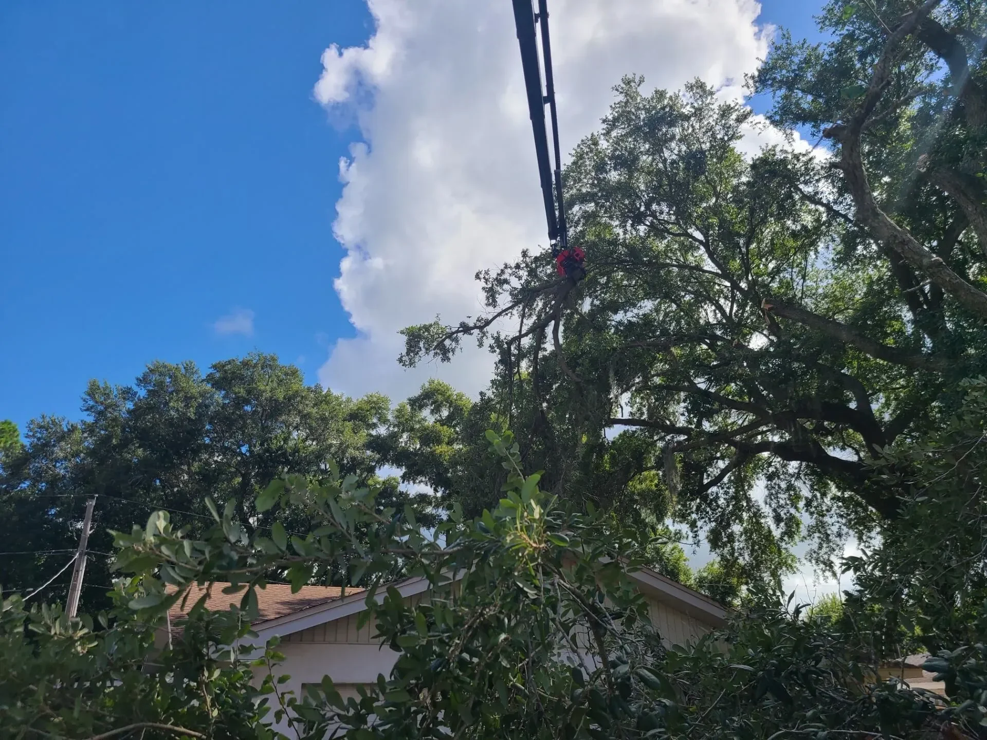Storm Cleanup - Monkey Business Tree & Crane Service